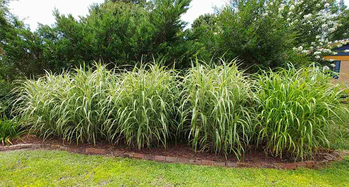 Japanese silver grass hedge completely covering an ugly fence.