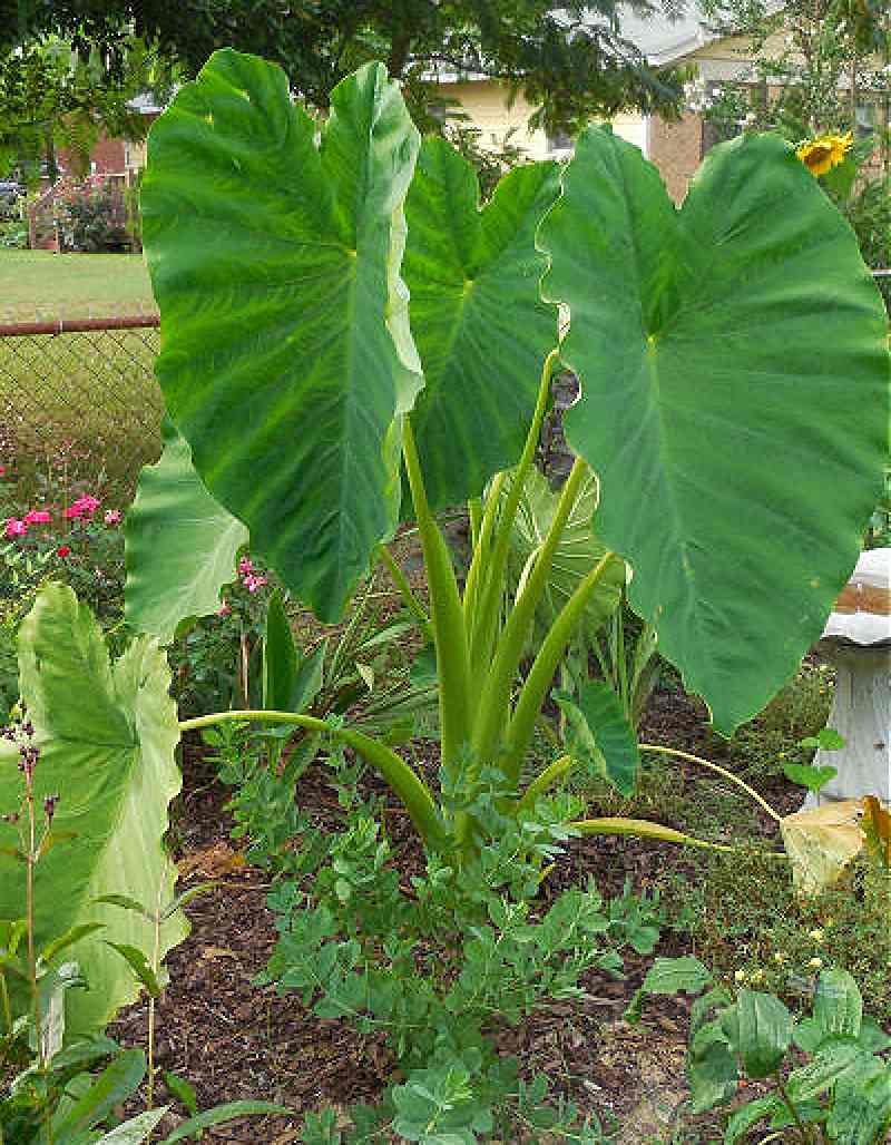 Elephant ears plant in front of a chain link fence.