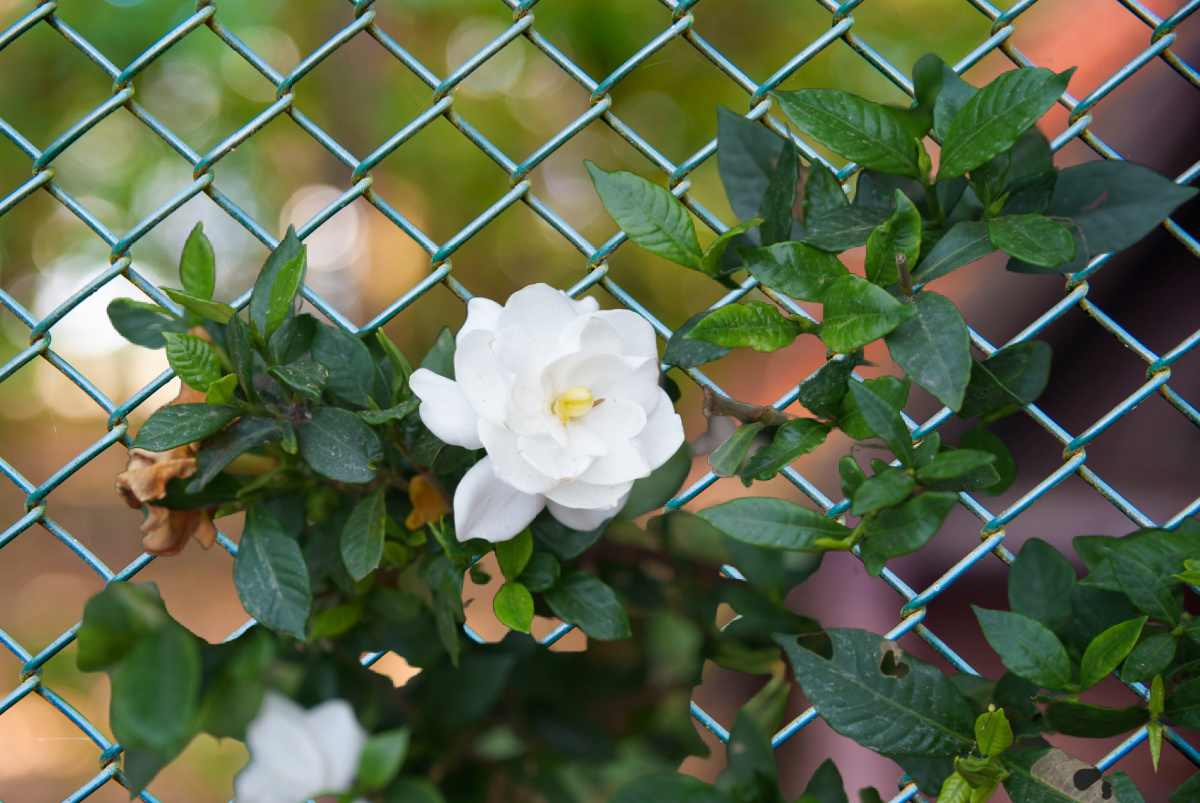 Gardenia blooms against a chain link fence.