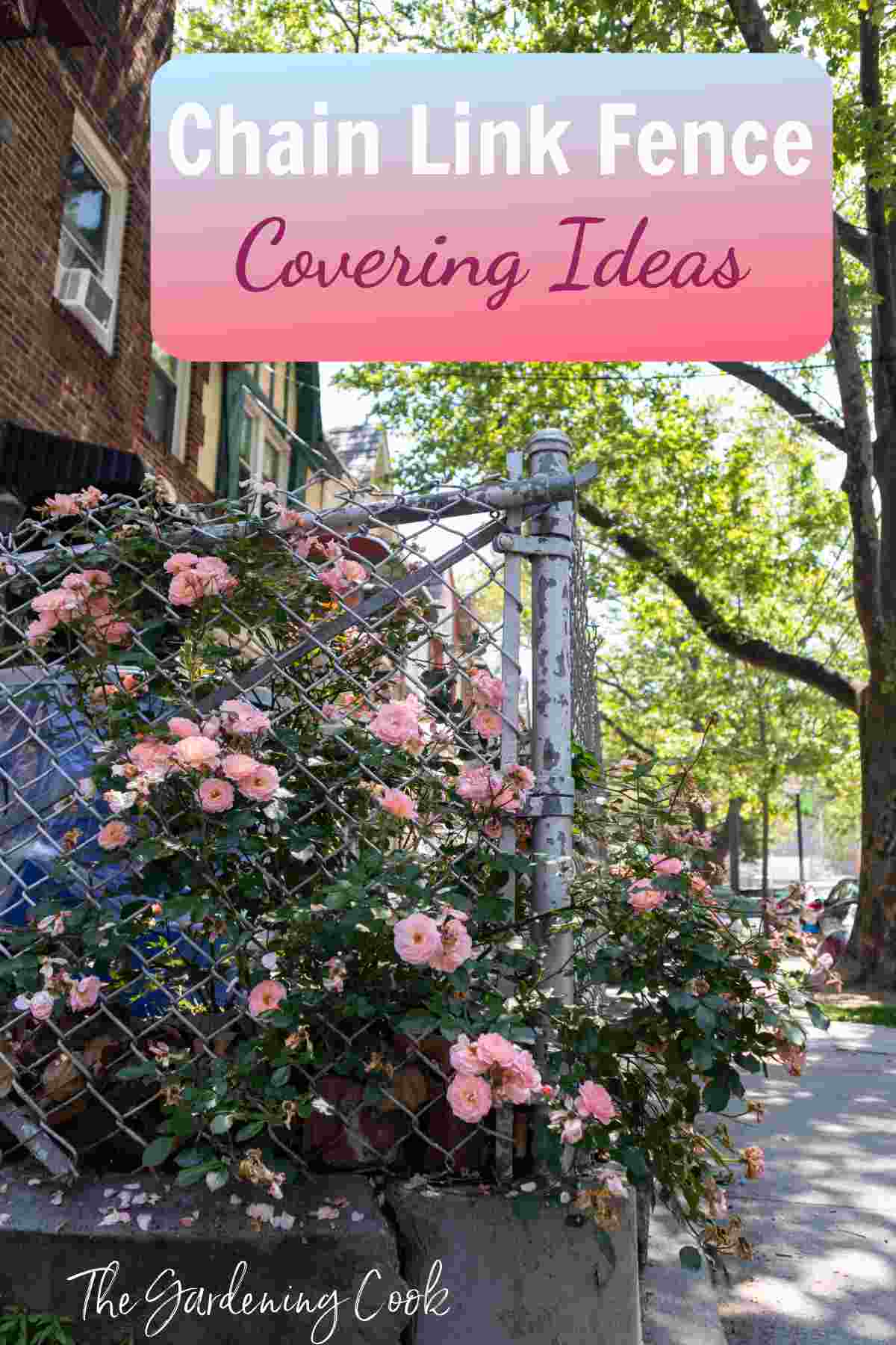 Pretty pink roses behind a chain link fence with words Chain Link Fence Covering Ideas