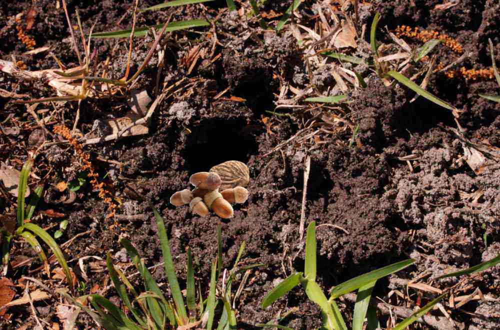 Holes in a garden dug by squirrels with acorns and black walnut.