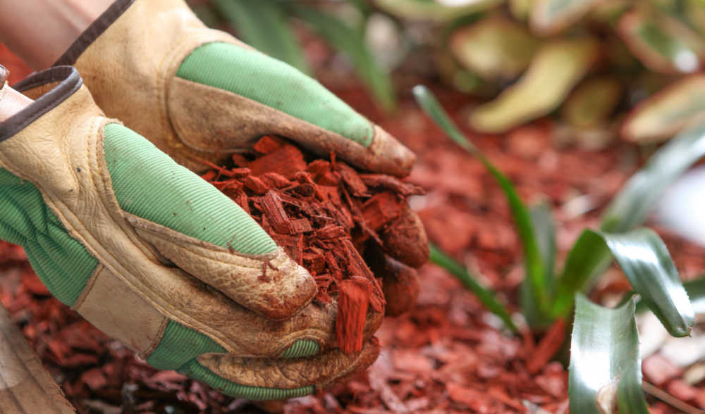 Hands in garden gloves covering soil with mulch.