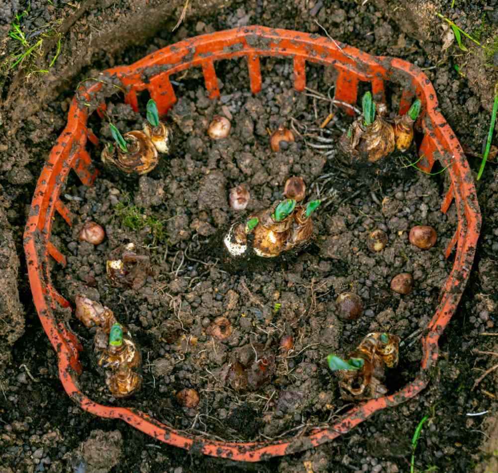 Bulb basket in soil with bulbs to keep squirrels from digging them up.