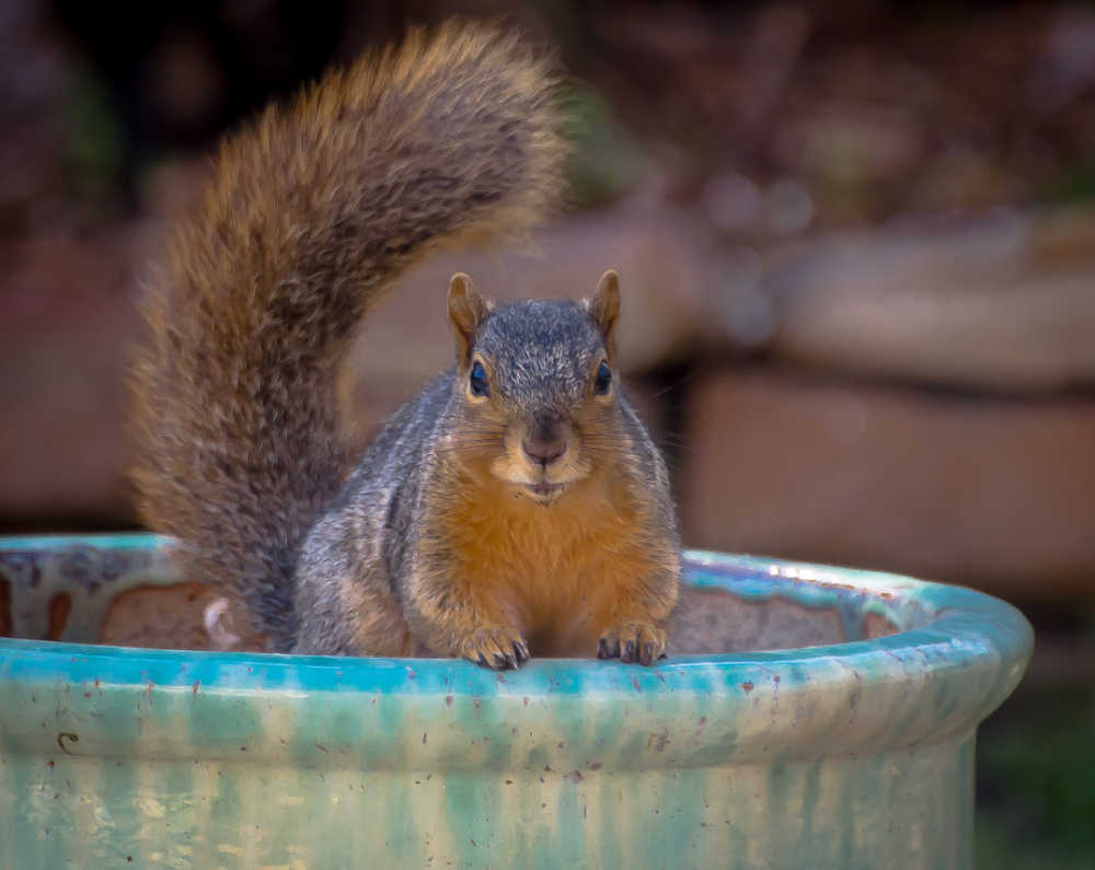 Squirrel sitting in a flower pot.