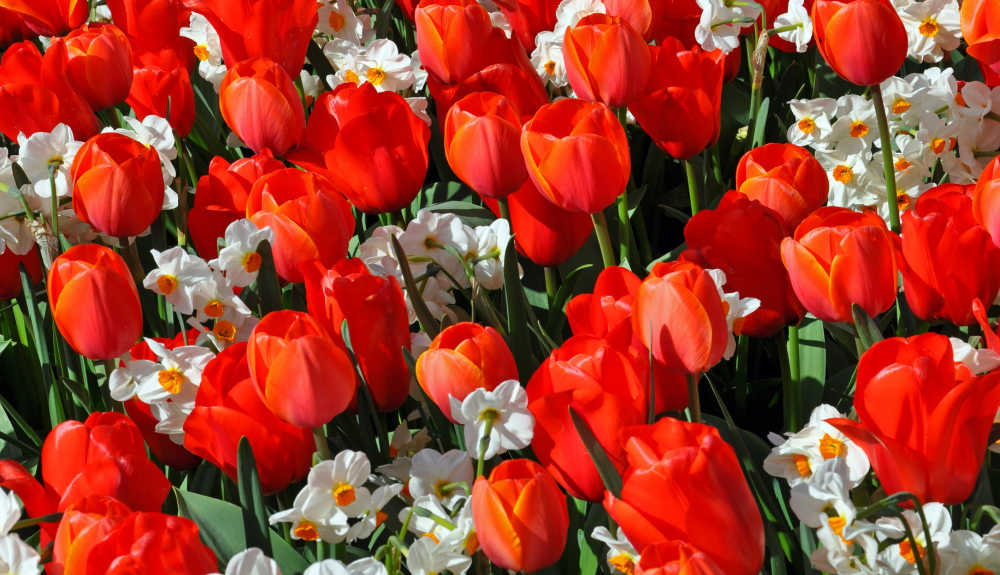 Tulips interplanted with daffodils to keep squirrels away.