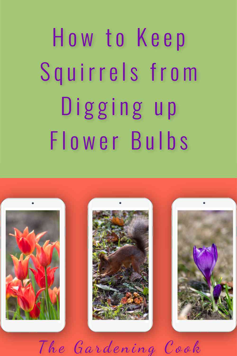 Phones with images of tulips, crocus and squirrel digging in garden with words How to Keep Squirrels from Digging up Flower Bulbs.