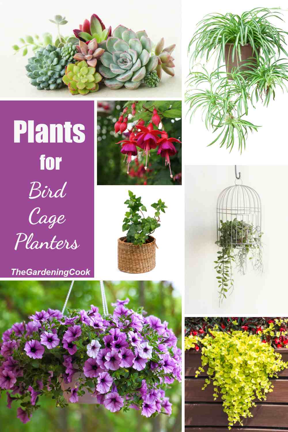 Plants in a collage with words Plants for bird cage planters.