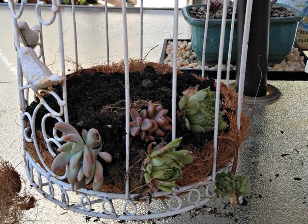 Planting a bird cage with succulents.