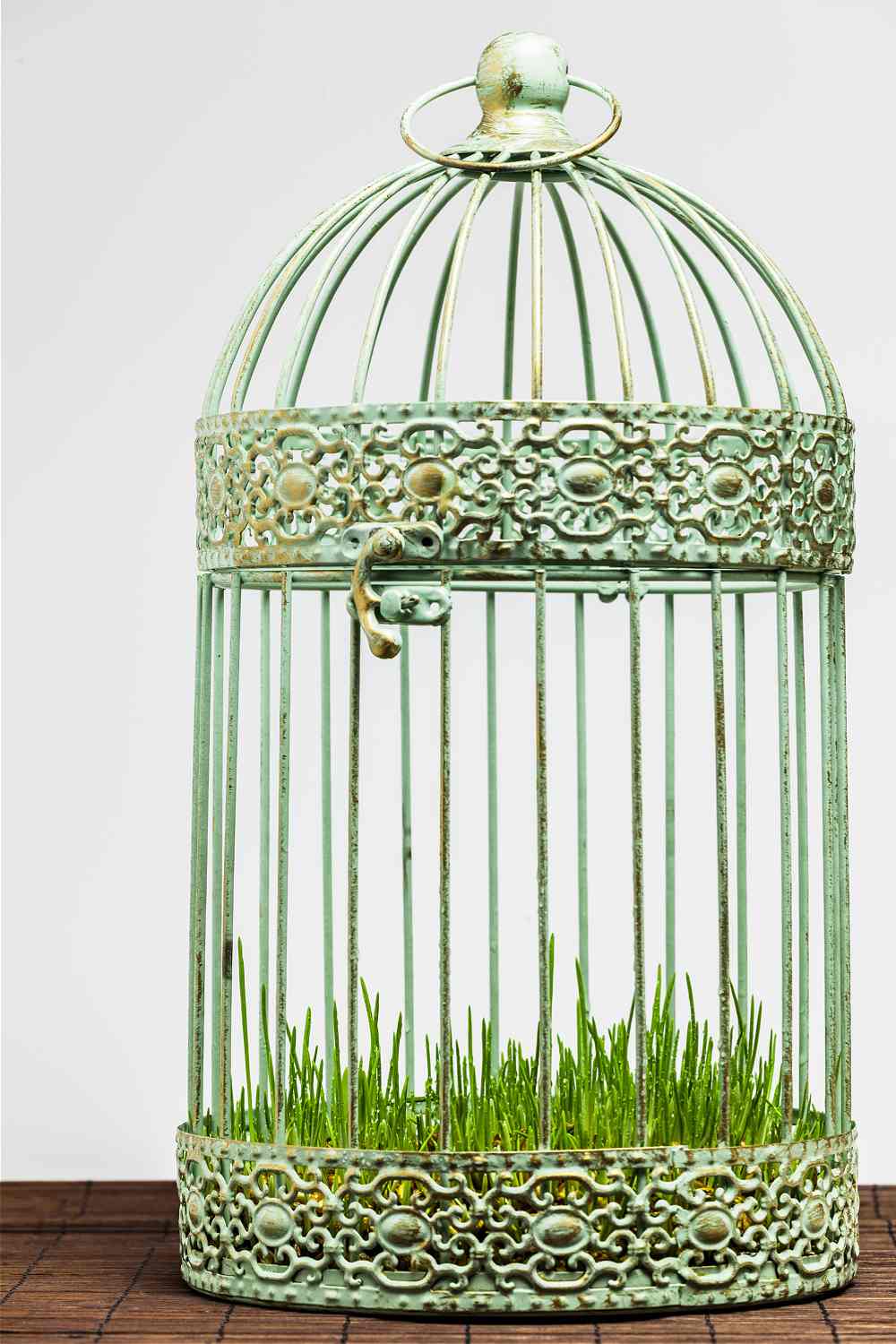 Bird cage planter with wheat grass.