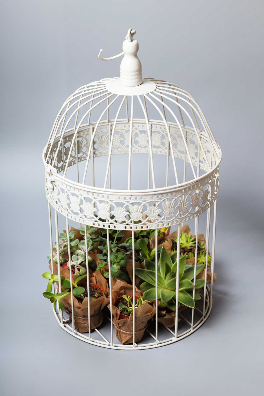 Mini succulent garden in a birdcage.