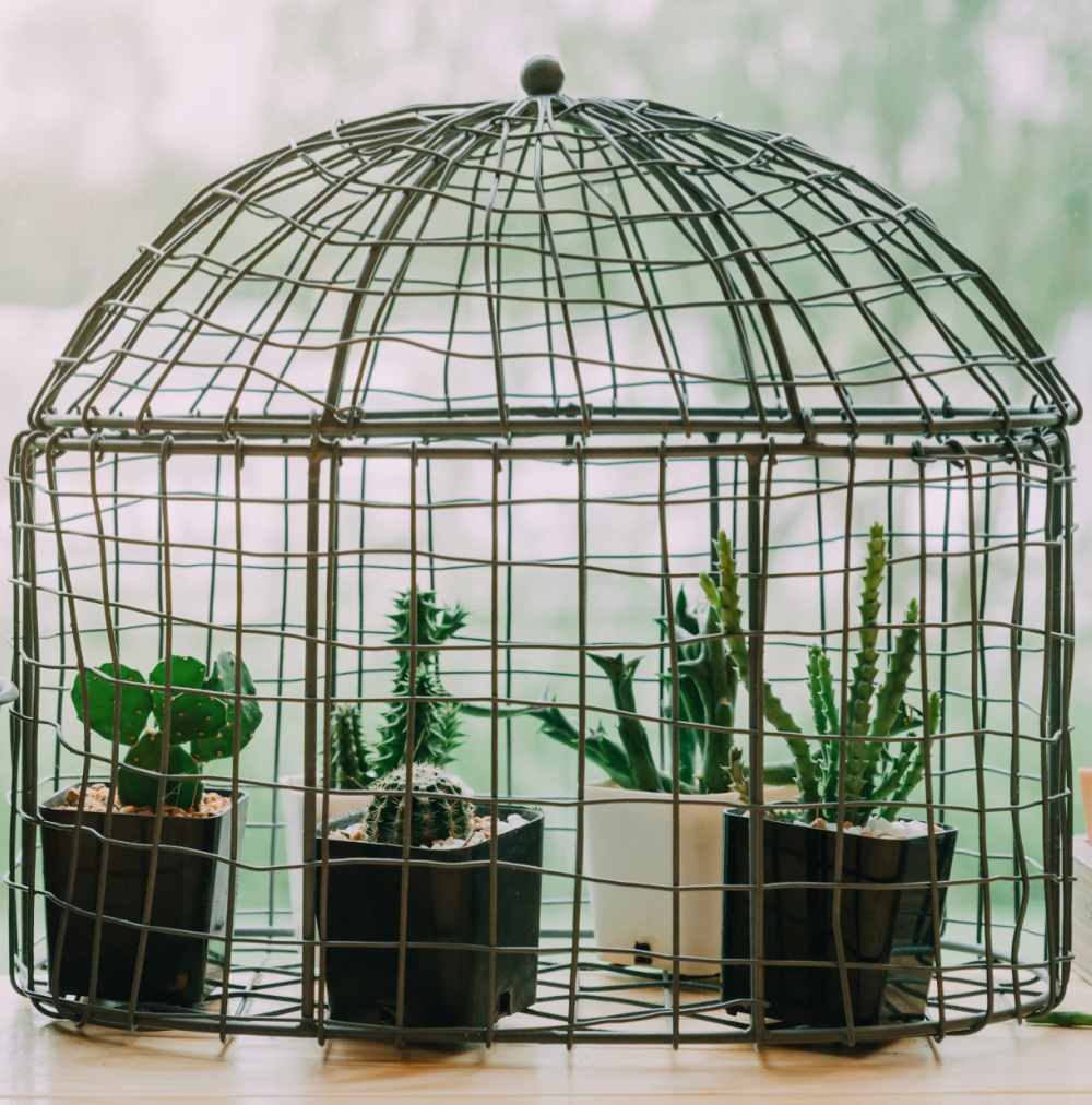 Greenhouse bird cage planter for cactus plants.