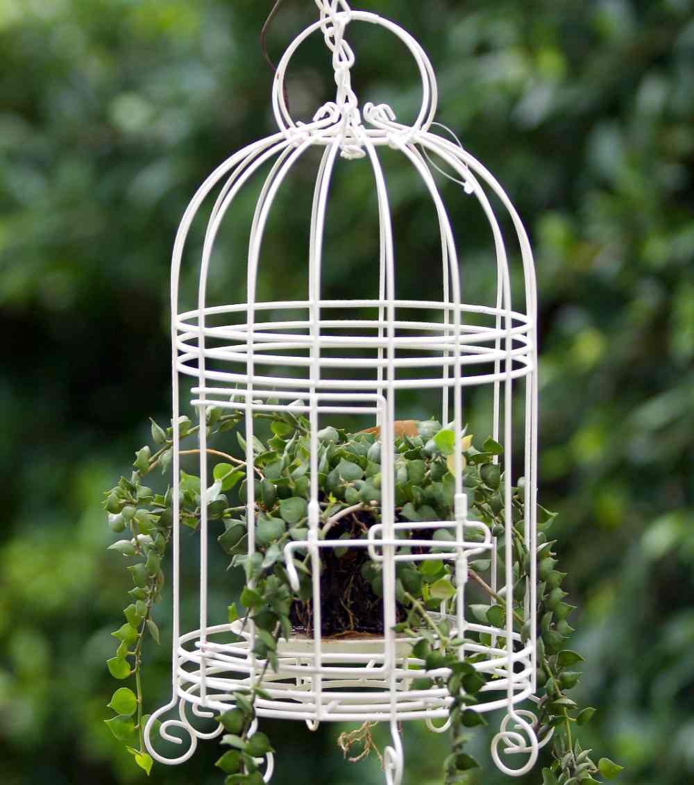 Single plant in a white bird cage hanging outdoors.