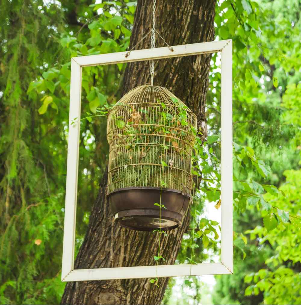 White picture frame hanging from a tree with a planted bird cage inside it.