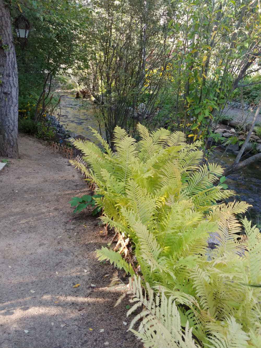 Ferns growing around Prickly Pear Creek.