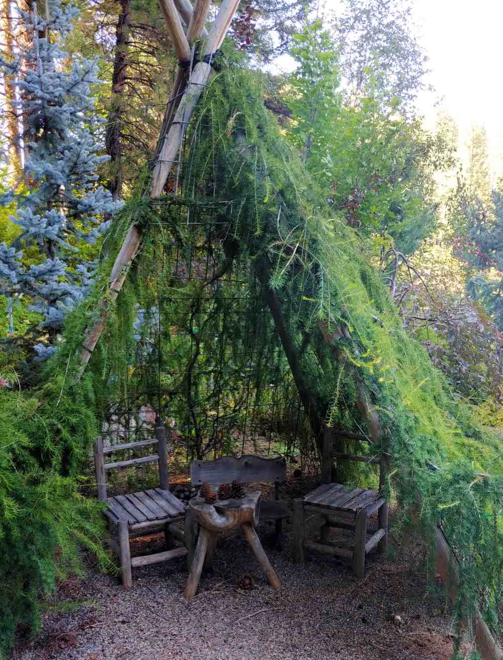 Wigwam made from living branches.