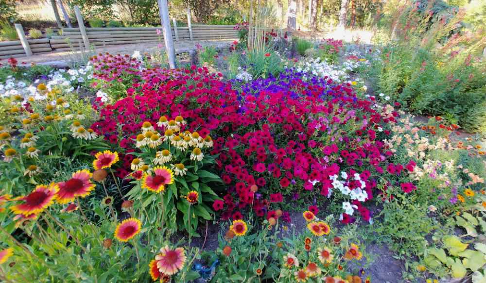 Garden bed full of annuals and perennials in bloom.