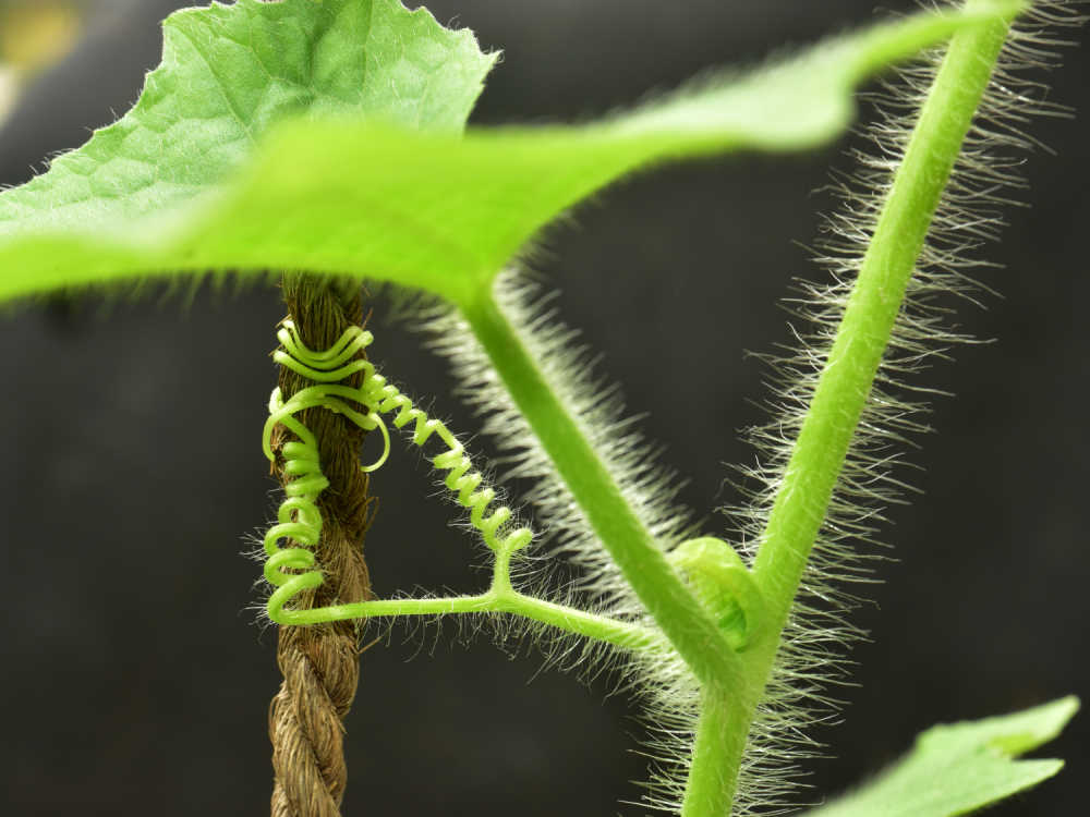 Cucumber tendril attached to rope.