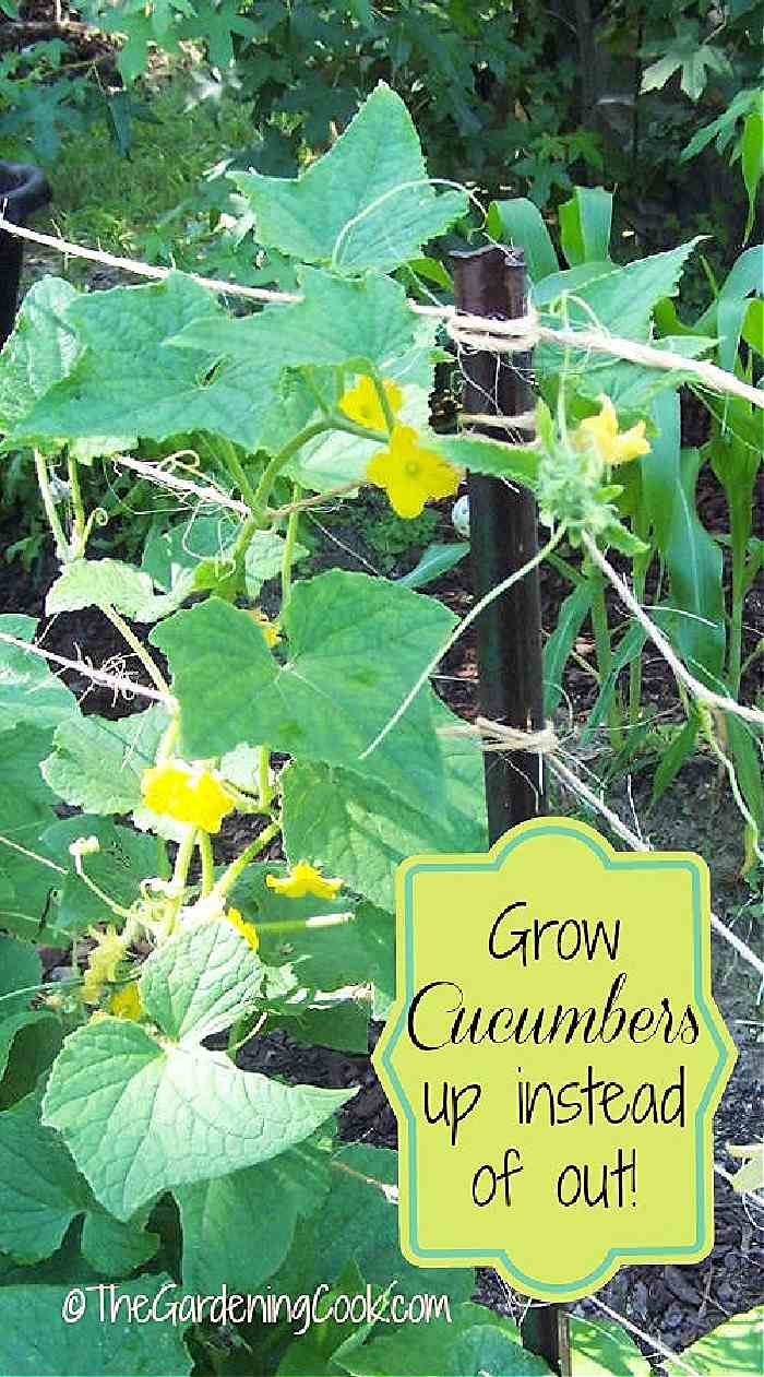 Cucumbers on a trellis with words Grow cucumbers up instead of out.