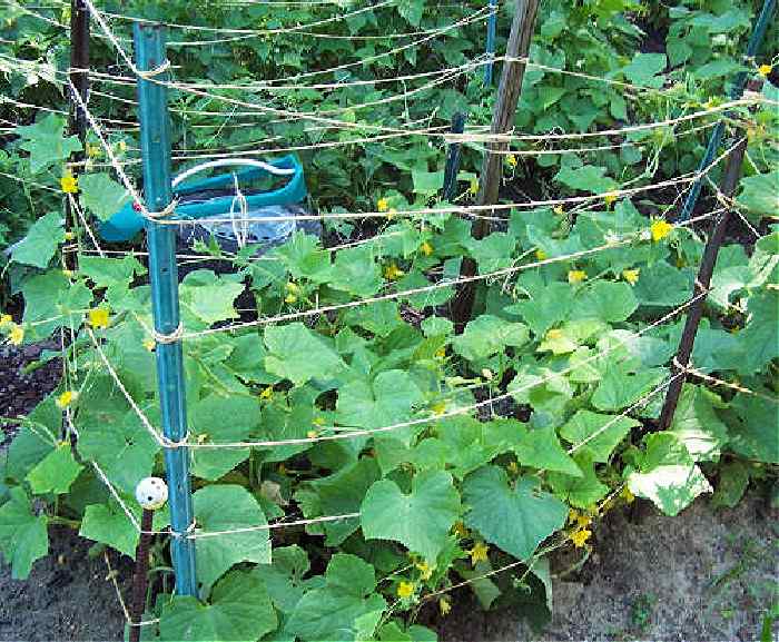 Cage made of metal and jute to support cucumbers.