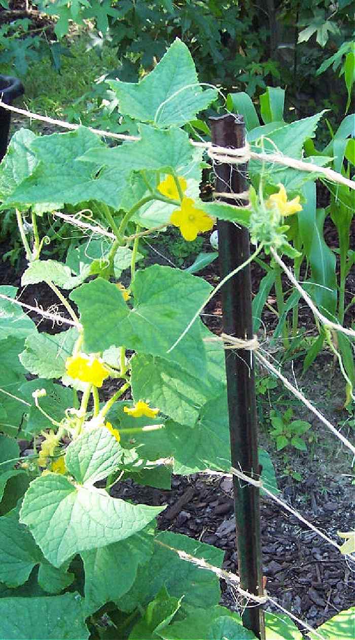 Fence posts and jute with cucumbers growing up it.