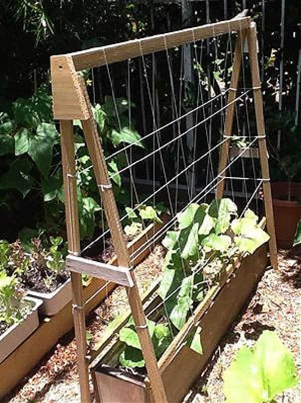 Wooden cucumber trellis with cucumber plants.