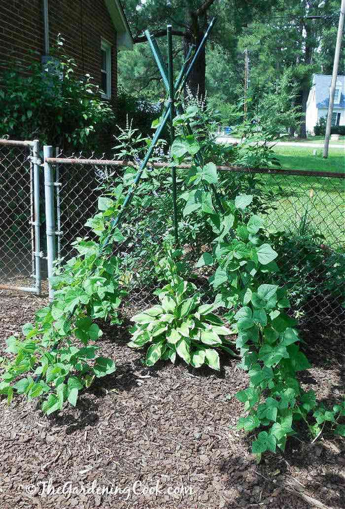 green poles tied together in a teepee shape as cucumber support.