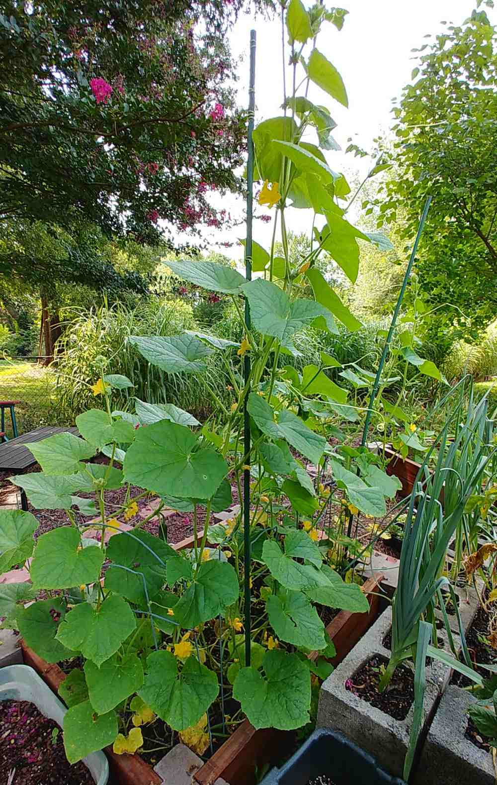 Cucumbers climbing up a green garden stake.