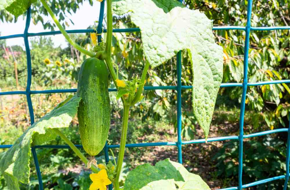 Cucumber trellis netting with a ripe cucumber.