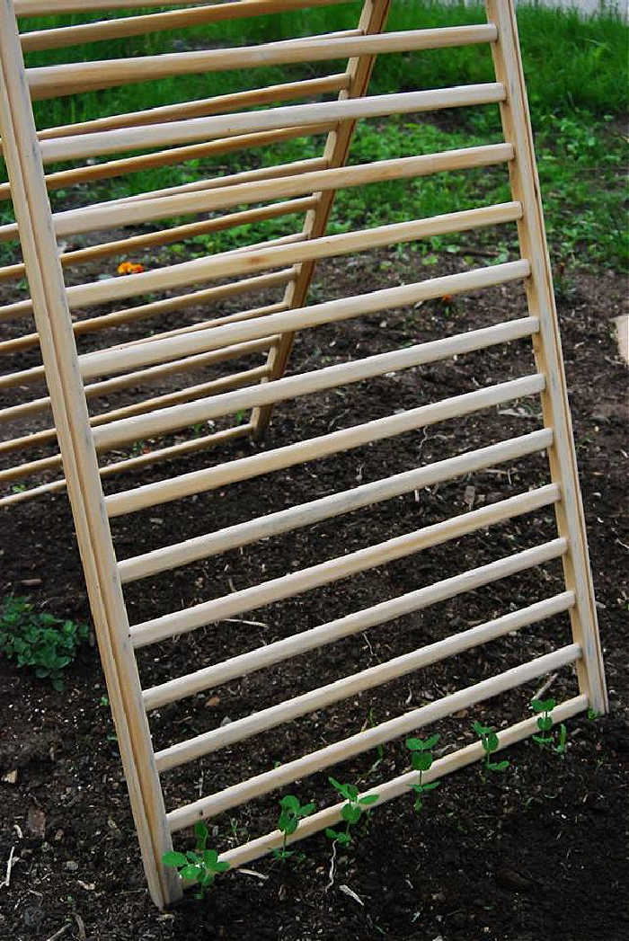 Cucumber trellis made from a cot frame.