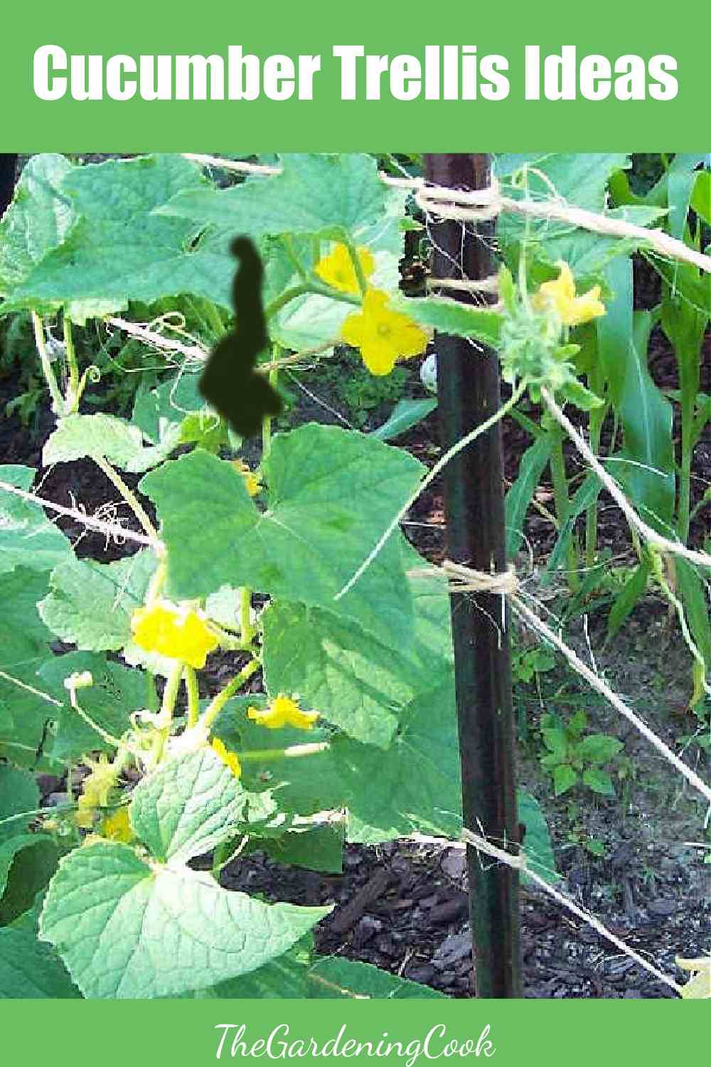 Cucumber plants on jute with words Cucumber trellis ideas.