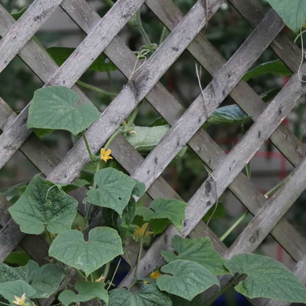 Wooden lattice trellis with cucumber vines climbing it.