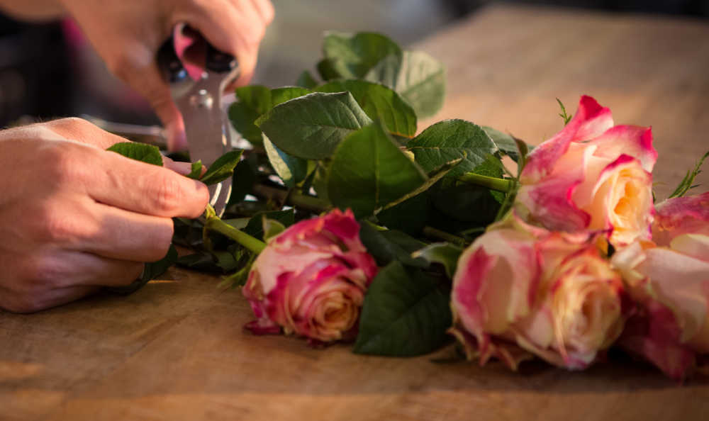 How to keep cut flowers fresh - hands trimming leaves from roses.