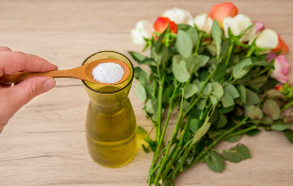 Person adding cut flowers food to a vase near some roses.