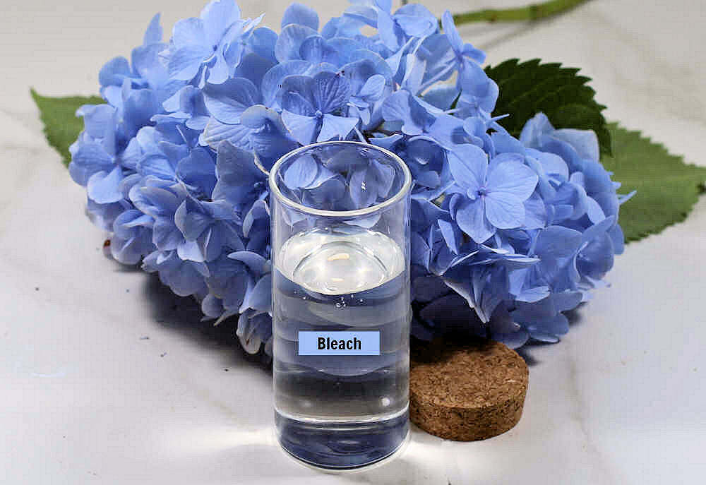 Blue hydrangea blossom and container of bleach.