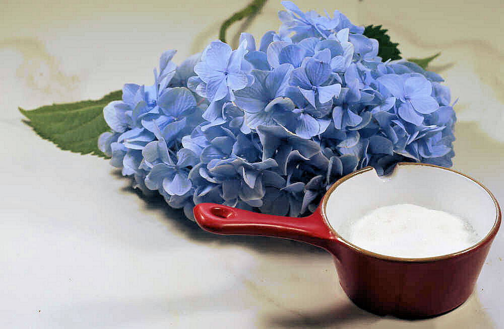 Small container of granulated sugar and hydrangea blossom.