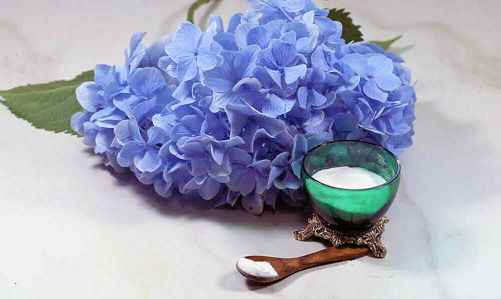 Container of baking soda with a small spoon in front of a hydrangea blossom.