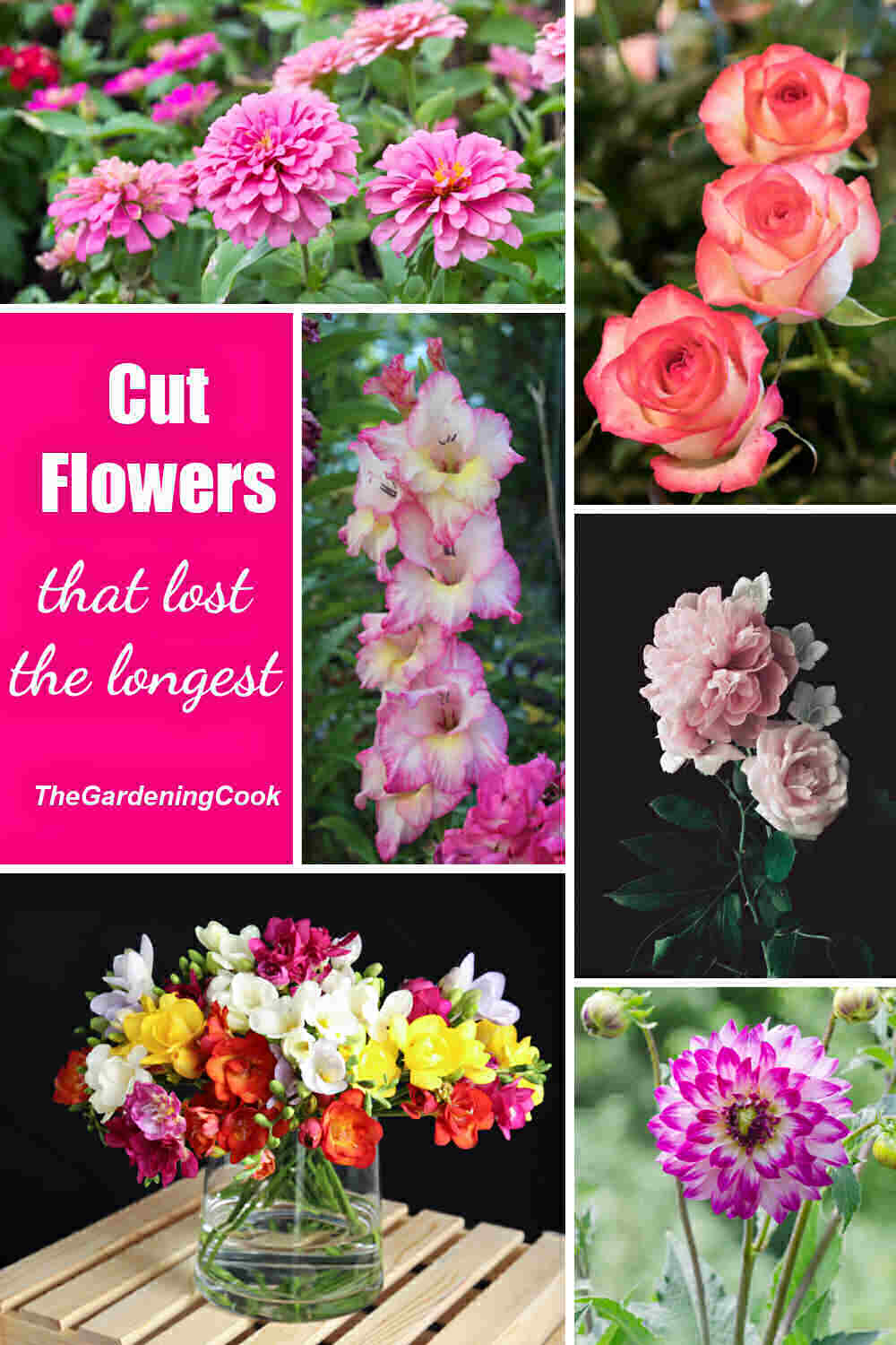 Collage with peonies, roses, zinnia, freesia, gladiola and zinnias and words reading Cut Flowers that last the longest.