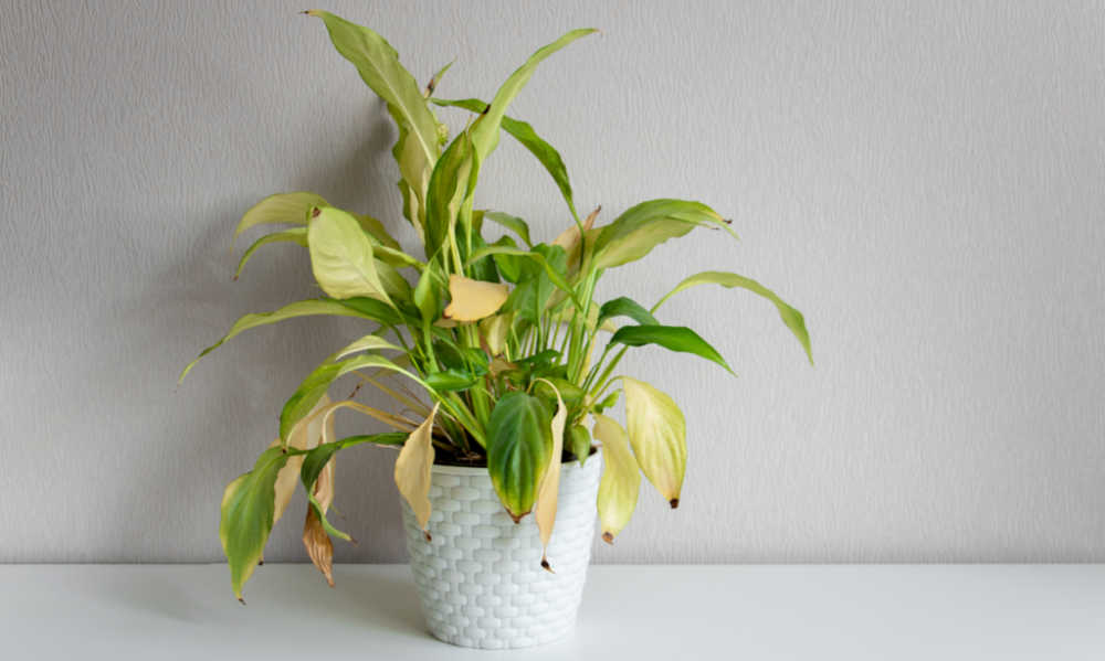 Plant in a white pot with yellowing leaves.