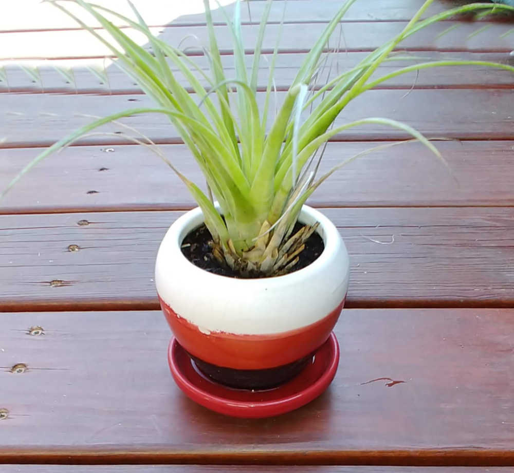 Air plant in a striped pot with a saucer.