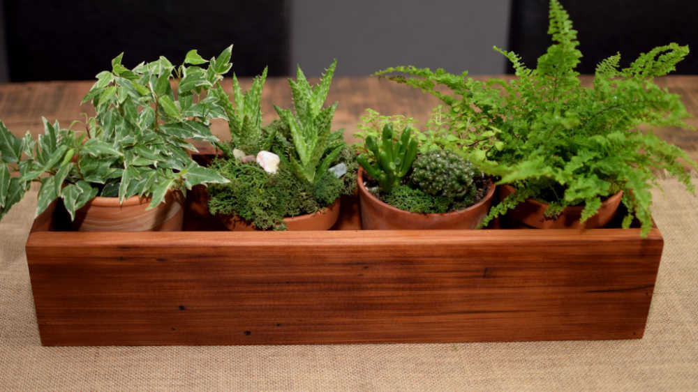 Wooden box planted with four plants in plastic pots.