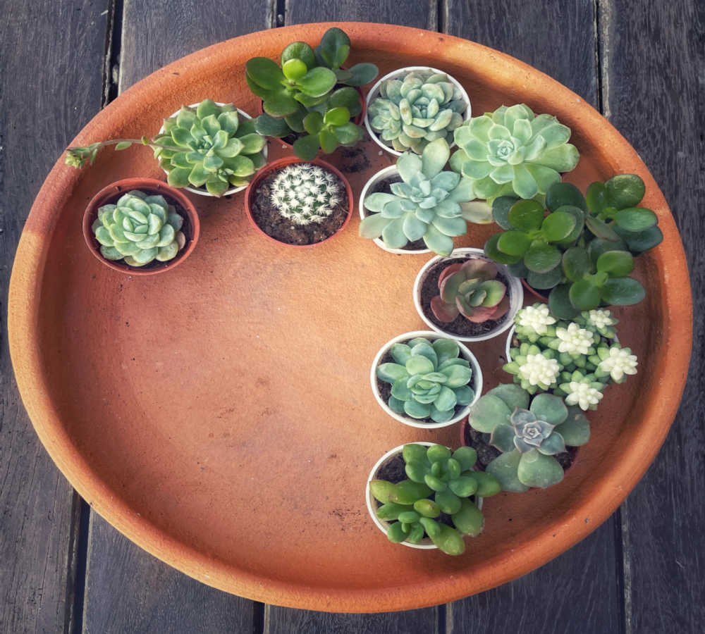 Large saucer displayed with succulent plants.