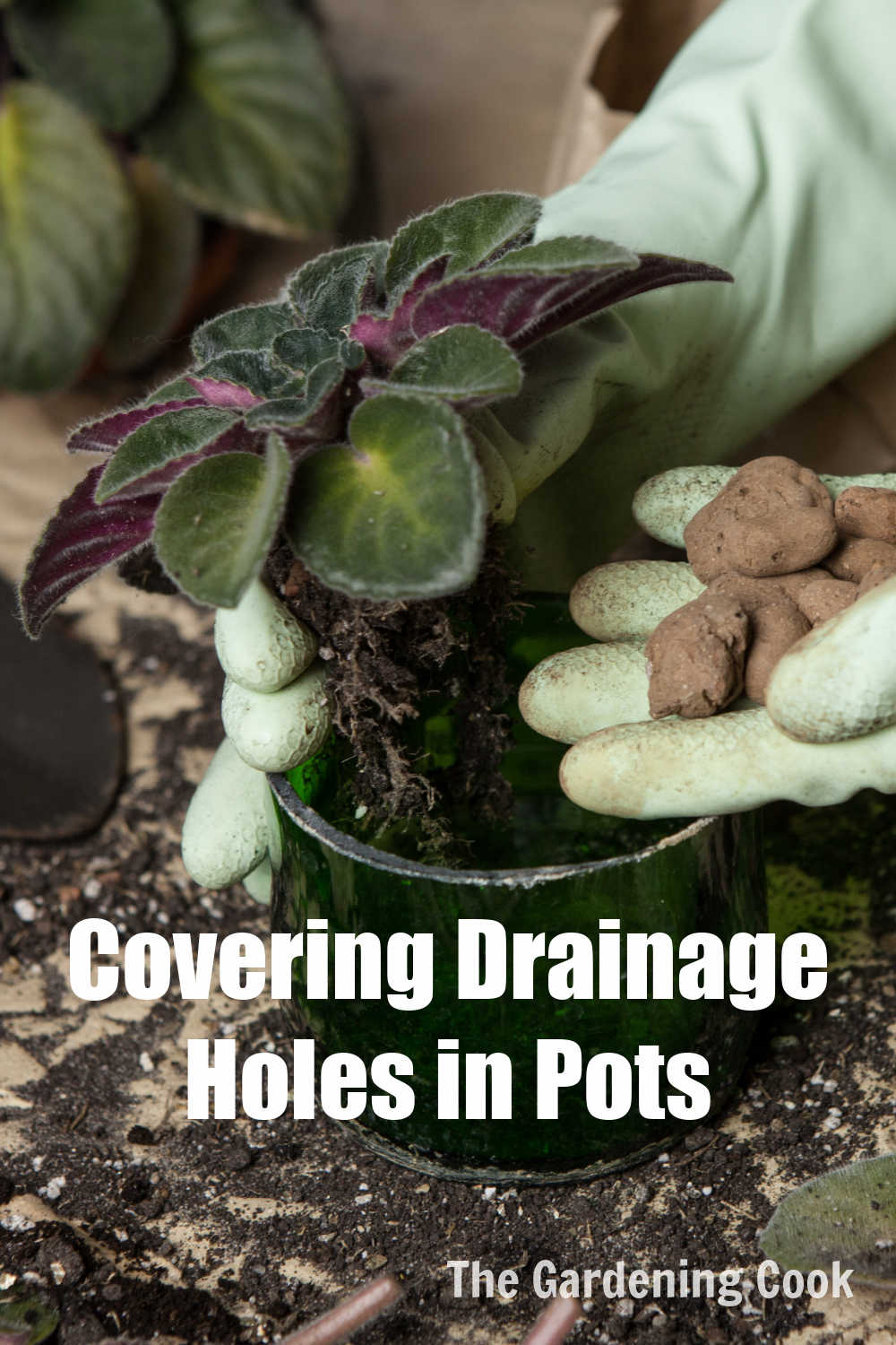 Hands in gloves holding a pot with African violet and words reading covering drainage holes in pots.