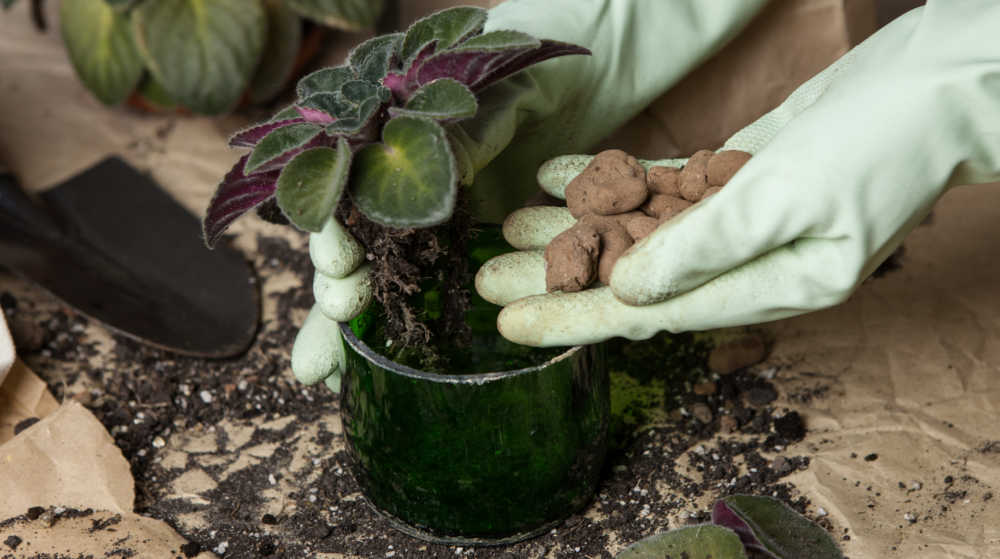 Hands in gloves adding rocks to a planter with an African violet.