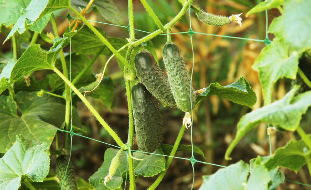 Cucumbers on a trellis