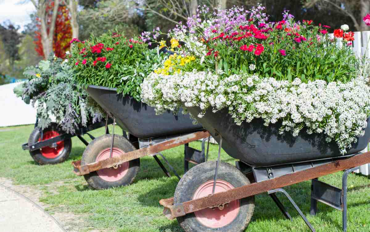 Three metal wheelbarrows filled with flowers and used as planters.