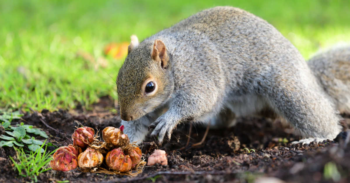 Squirrel digging in a garden and a pile of dug up bulbs.