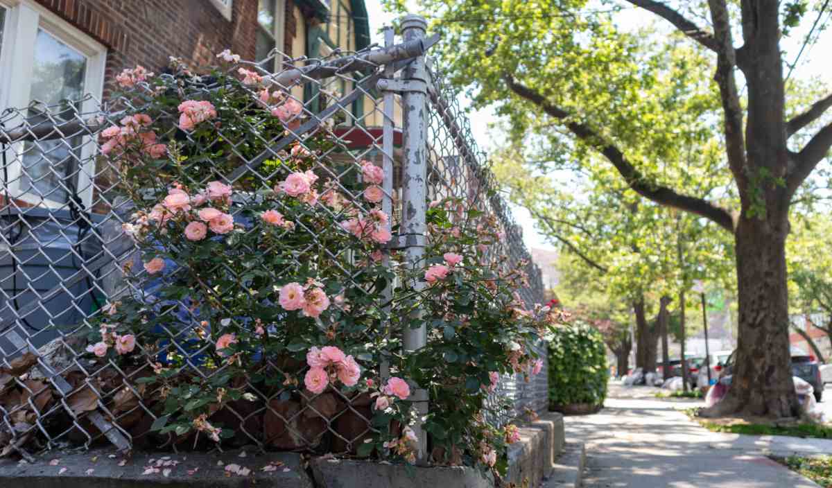 To cover ugly fence, plant pink roses behind it.,