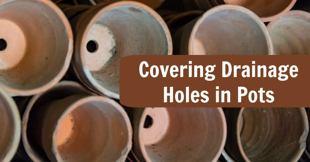 Defending Drainage Holes in Pots