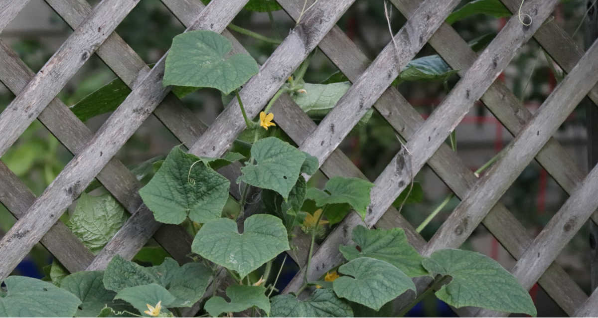 Cucumber Trellis Ideas – Supporting Cucumber Crops