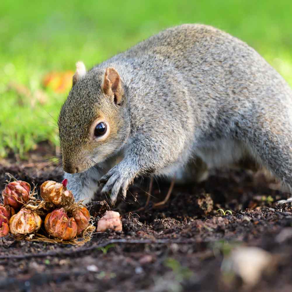 The suitable strategy to Keep Squirrels from Digging up Bulbs + 18 Squirrel Resistant Bulbs